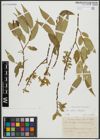 Foto von Salix alba L. x Salix fragilis L.